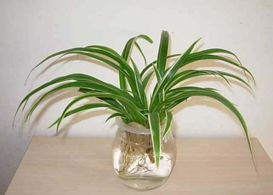 吊兰应如何水培