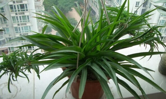 吊兰 吊兰有哪些特性,应如何栽培