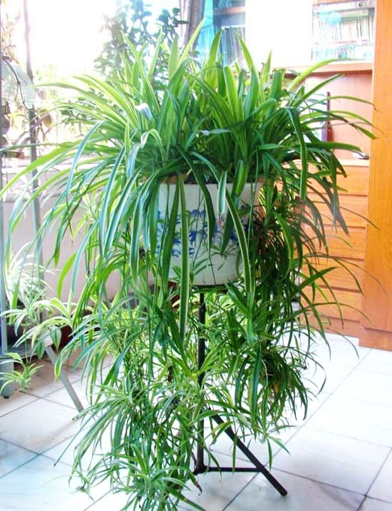 长势良好的吊兰 如何避免吊兰叶片尖端枯黄