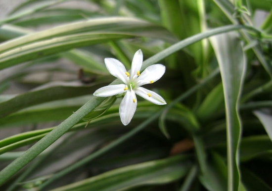 吊兰如何养：吊兰如何施肥