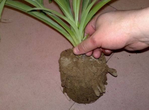 吊兰 吊兰换盆:换盆时间|换盆办法