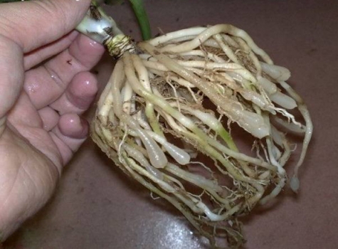 吊兰 吊兰换盆:换盆时间|换盆办法