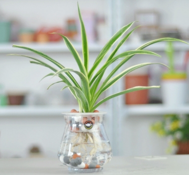 水培吊兰 吊兰有毒吗:吊兰的汁液和气味都没毒