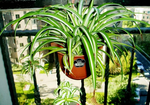 吊兰 吊兰价格:比较大众化