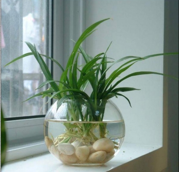 吊兰是否可以水养：水养吊兰步骤分解