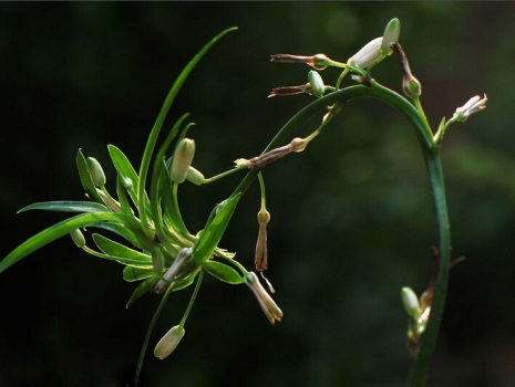 吊兰欣赏图 吊兰的作用:清除污染气体