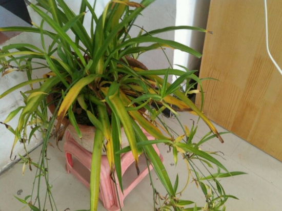 吊兰叶子发黄如何办：原因及处理技巧