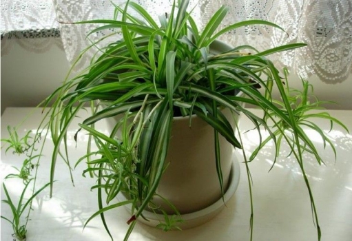 盆栽吊兰 吊兰的养殖办法:土培|水培养殖各不相同