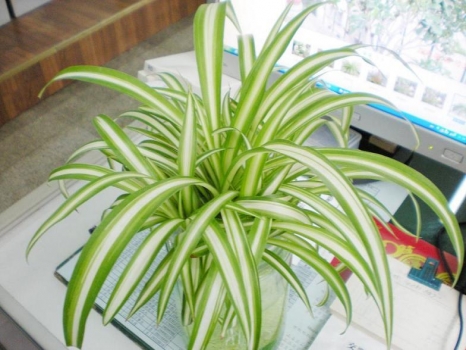 金心吊兰 吊兰的养殖办法:土培|水培养殖各不相同