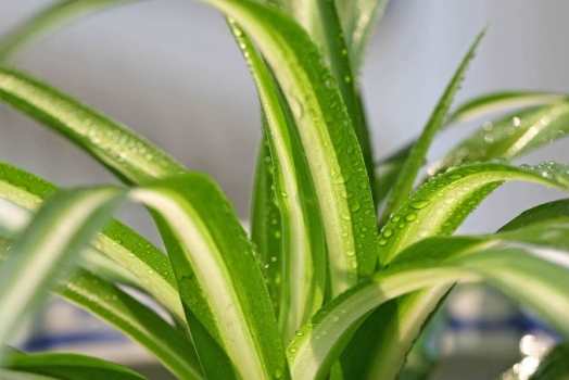 吊兰的种类：各种类形态各不同