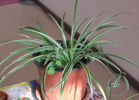 吊兰的种类：各种类形态各不同