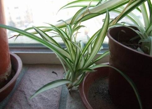 吊兰的种类：各种类形态各不同