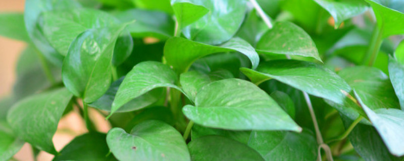 绿萝如何养才能更旺盛几天浇一次水