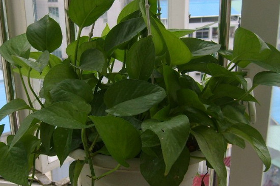 绿萝如何养才能更旺盛几天浇一次水