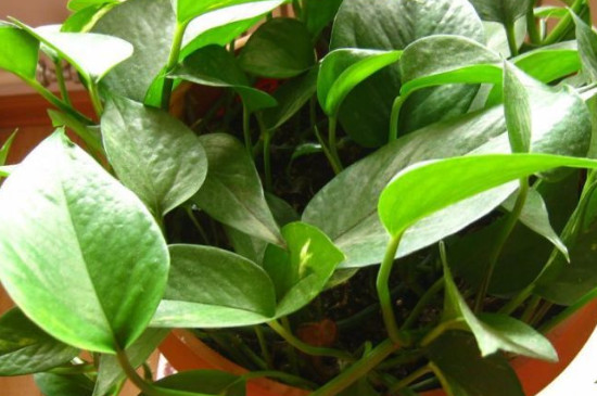 绿萝如何养才能更旺盛几天浇一次水