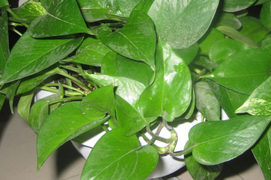 绿萝如何养才能更旺盛几天浇一次水