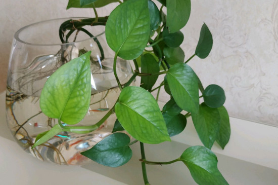 水培绿萝烂根是什么原因