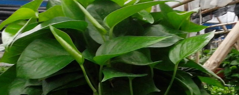 绿萝叶子发黑如何回事