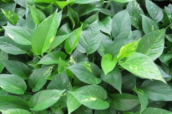 绿萝叶子发黑如何回事