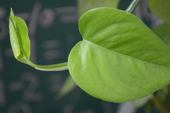 绿萝叶子发黑如何回事