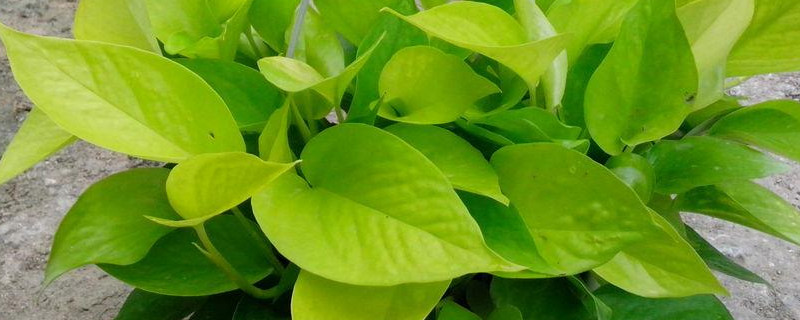 绿箩叶子没精神发黄如何办