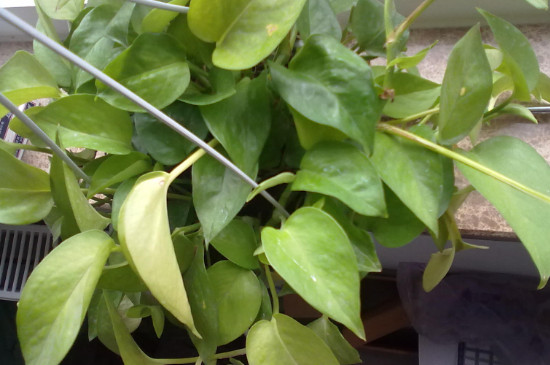 绿箩叶子没精神发黄如何办