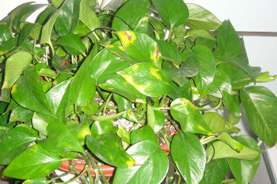 绿箩叶子没精神发黄如何办