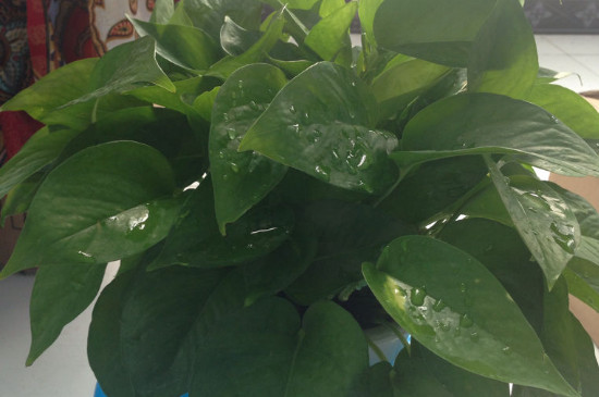 绿萝不长藤是如何回事