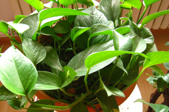 绿萝不长藤是如何回事