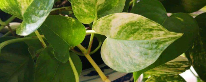 绿萝叶子发黄如何回事是吸收甲醛吗