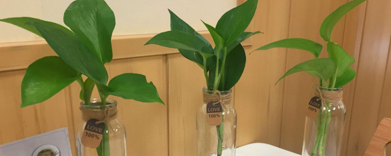 水养绿萝如何养才茂盛可以放维C嘛