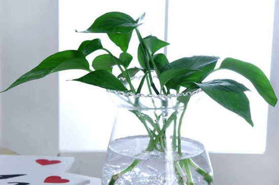 水养绿萝如何养才茂盛可以放维C嘛