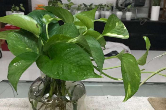 水养绿萝如何养才茂盛可以放维C嘛