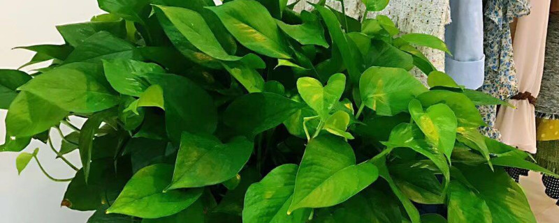 绿箩如何会长的块