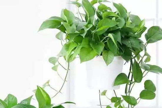 绿箩如何会长的块