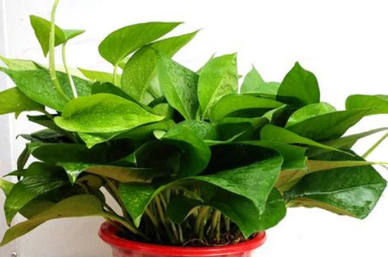 绿箩如何会长的块