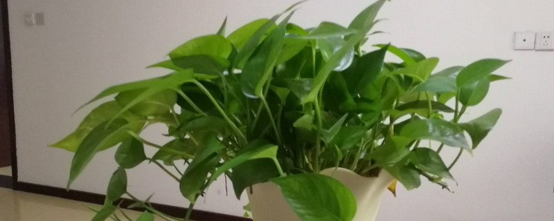 绿萝长得太长了如何打理