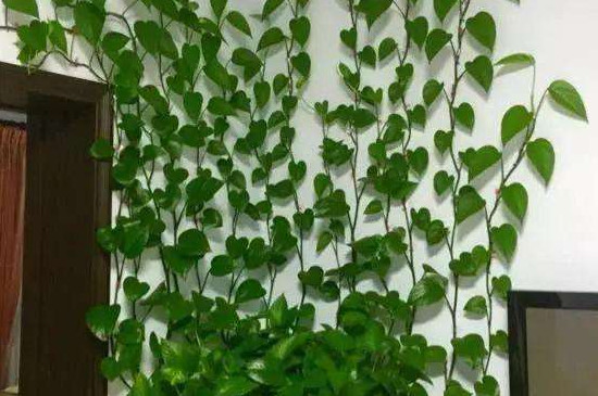 绿萝长得太长了如何打理