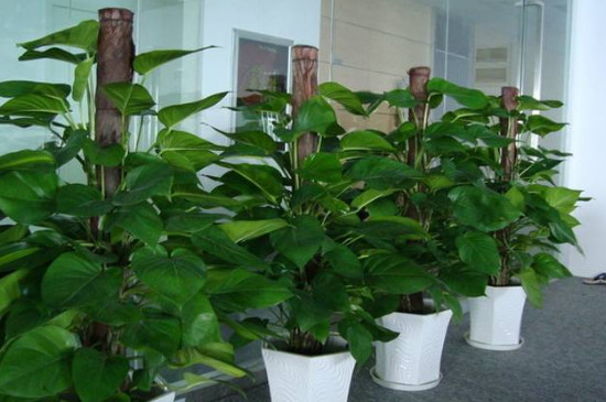 绿萝长得太长了如何打理