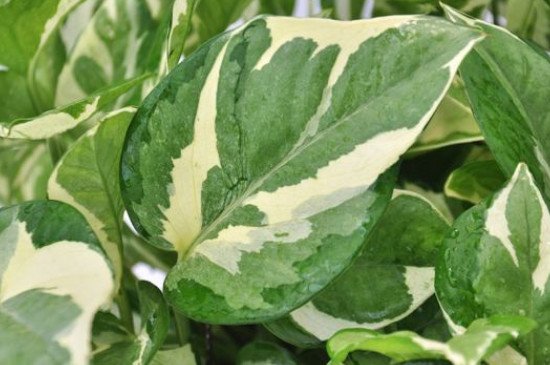 白金葛的养殖办法和留意事项