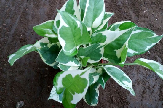 白金葛的养殖办法和留意事项