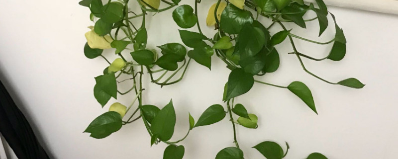 绿萝黄叶如何办什么原因