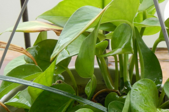 绿萝黄叶如何办什么原因