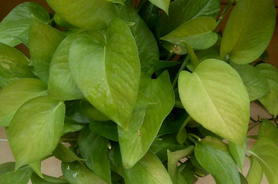 绿萝黄叶如何办什么原因