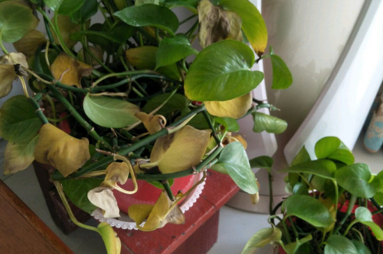 绿萝黄叶如何办什么原因