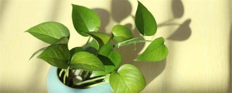 绿萝如何养
