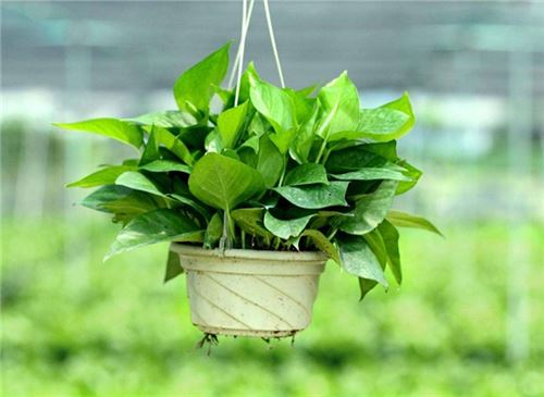绿萝如何养
