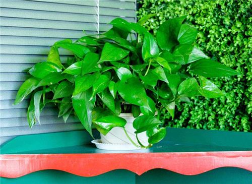 绿萝如何养