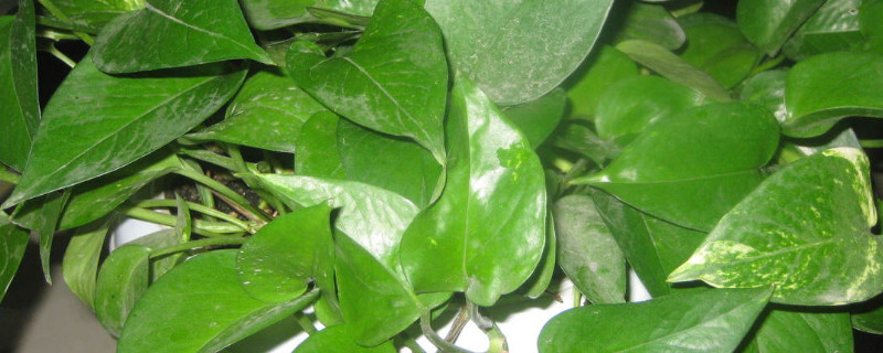 为何绿箩会有小飞虫