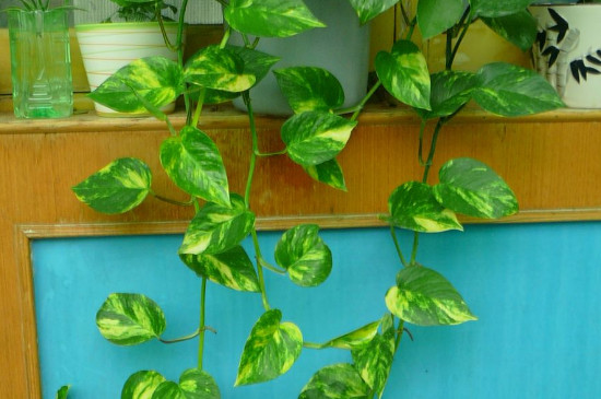 为何绿箩会有小飞虫